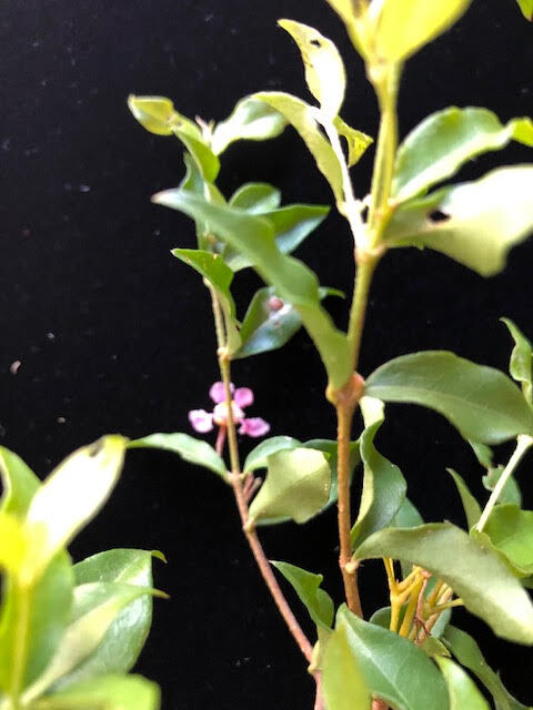 Barbados cherry